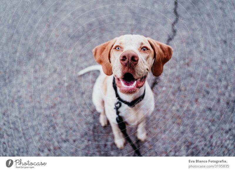 portrait of beautiful mixed race dog sitting outdoors at the park looking at the camera Street City Dog Portrait photograph Close-up Pet Sit Exterior shot