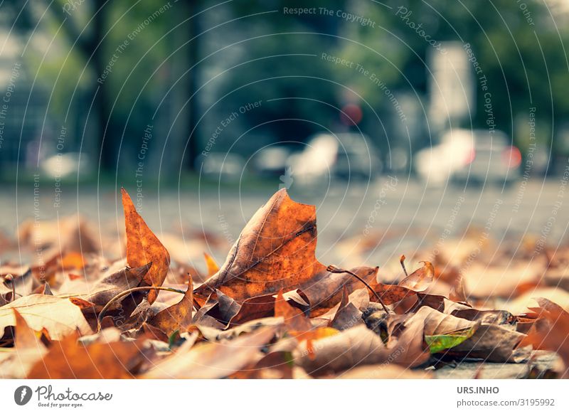 Herbslaub in der Stadt Autumn Climate change Weather Leaf Foliage plant Hamburg Town Downtown Infinity Herbststimmung Cold Nature Environmental protection