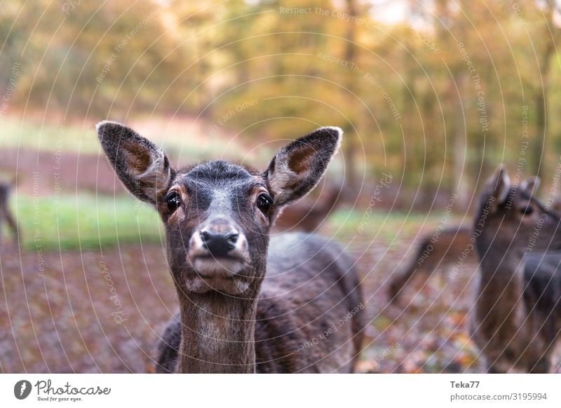 Hello, Deer. Nature Animal Wild animal 1 Esthetic Roe deer Colour photo Exterior shot Twilight