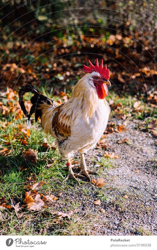 #S# Cock-a-doodle-doo Animal Beautiful Rooster Cockscomb Plumed Farm Agriculture Alarm clock Crowfoot Gamefowl Red Metal coil Feet Morning Morning grouchiness