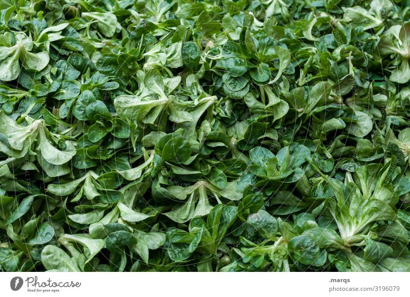 lamb's lettuce Food Lettuce Salad Lamb's lettuce Nutrition Organic produce Vegetarian diet Farmer's market Fresh Healthy Many Colour photo Exterior shot