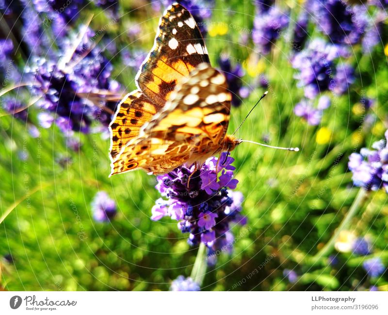 Lavender lovers Environment Animal Blossom Butterfly Wing 1 Discover Colour photo Detail Macro (Extreme close-up) Deserted Day Light Sunlight Sunbeam