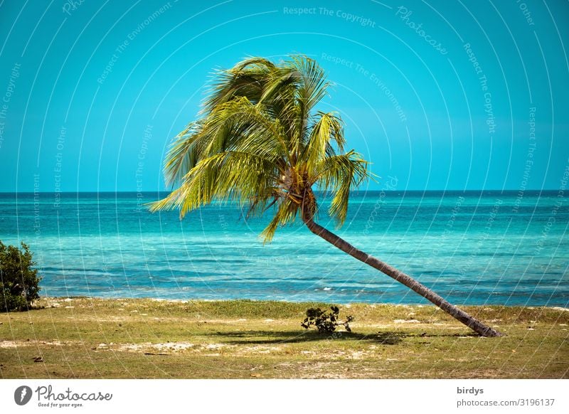 tilted position Summer vacation Beach Ocean Horizon Sunlight Climate change Beautiful weather Palm tree Palm beach Coast Cuba Caribbean Sea Growth Authentic