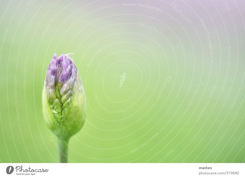 leek cream Plant Spring Blossom Blue Green Violet burst come into bloom ornamental garlic Colour photo Exterior shot Deserted