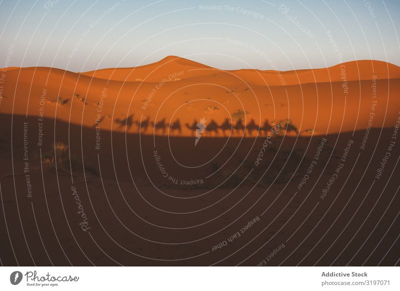 Shadow of camel caravan on sand dune Camel Caravan Sand Desert Silhouette Row tour Morocco Dune Nature Landscape Adventure Sunset Tradition Dark Walking Summer