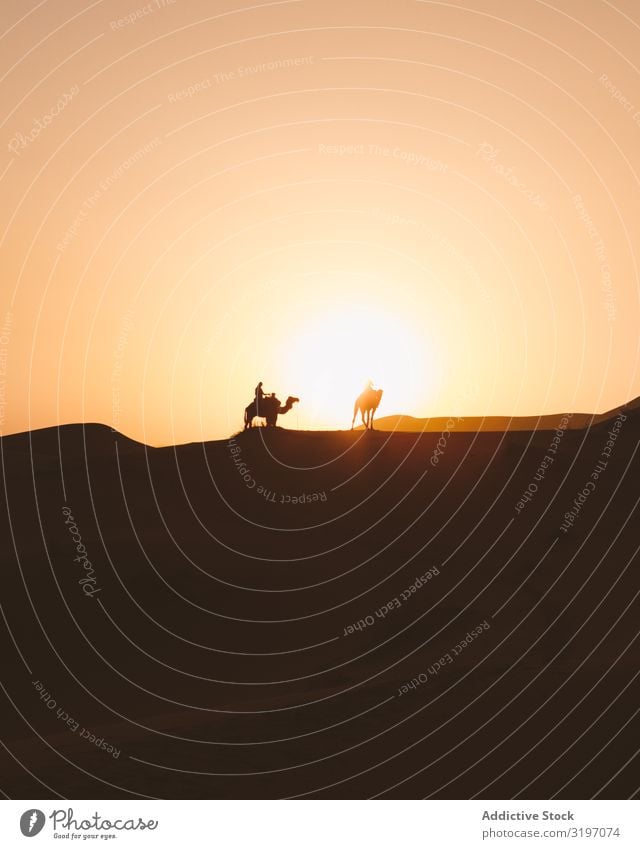 Silhouette of travelers on camels in sunset Camel Desert Caravan Sunset Dune Morocco Vacation & Travel Sand Trip Nature Heat minimalist Horizon Line Dark Gold