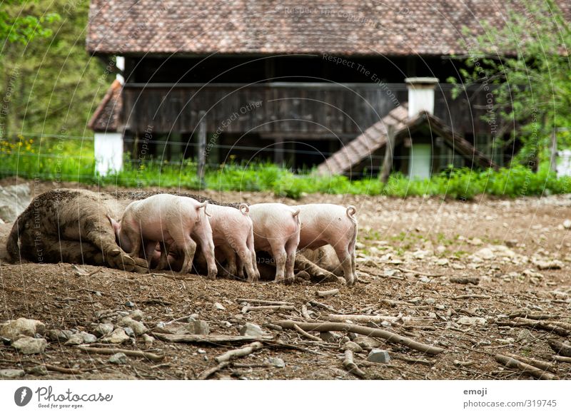 Piglet! Animal Farm animal 4 Group of animals Baby animal Animal family Dirty Natural Livestock breeding Colour photo Exterior shot Deserted Day Long shot