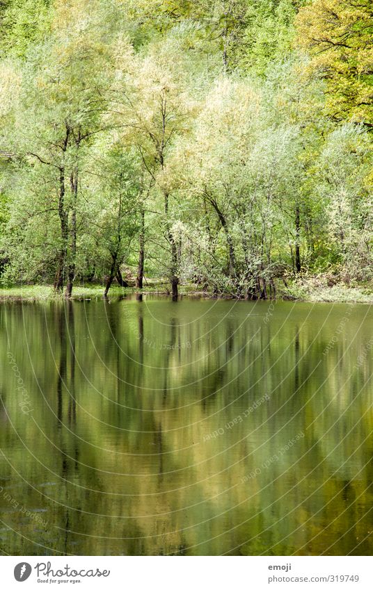 watercolour Environment Nature Landscape Spring Tree Forest Lakeside Pond Natural Green Reflection Colour photo Exterior shot Structures and shapes Deserted Day