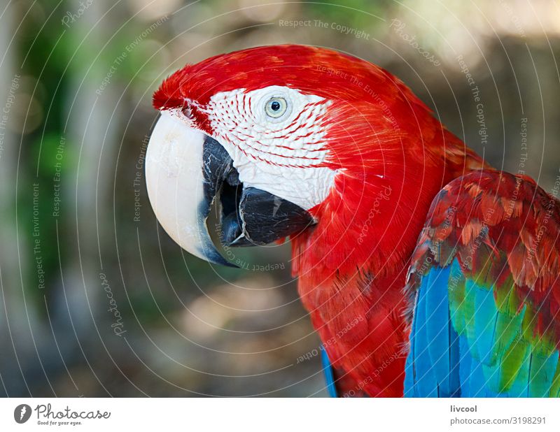 macaw II , cayo saetia - cuba Freedom Island Plant Animal Tree Places Pet Bird 1 Authentic Exceptional Friendliness Uniqueness Original Beautiful Wild Blue