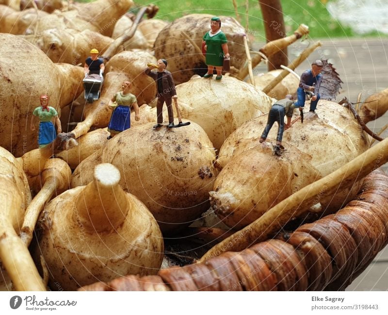 Miniature worlds harvest Topinamur - small people like to help... Human being Group Work and employment Multicoloured Joy Team Colour photo Exterior shot