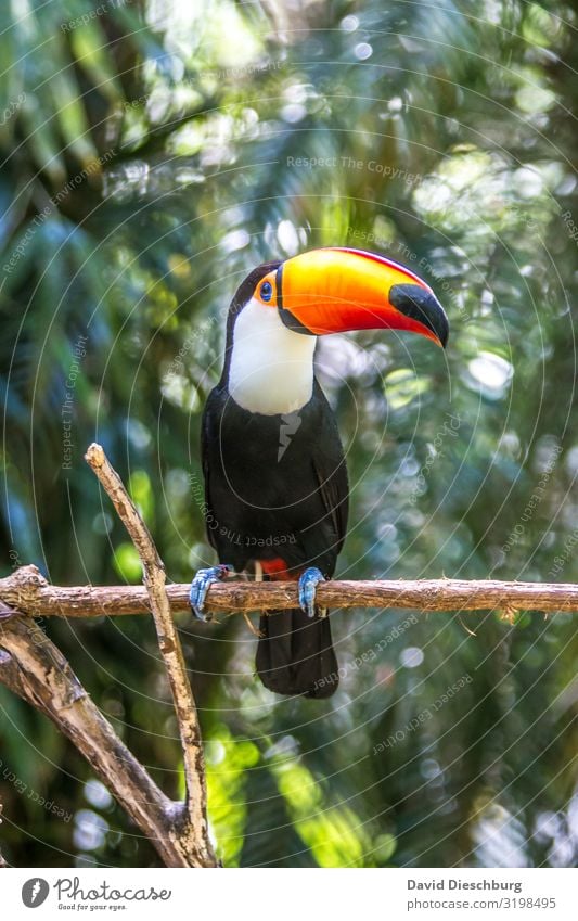 Giant Toucan Vacation & Travel Tourism Trip Expedition Nature Landscape Beautiful weather Virgin forest Wild animal Bird 1 Animal Exotic