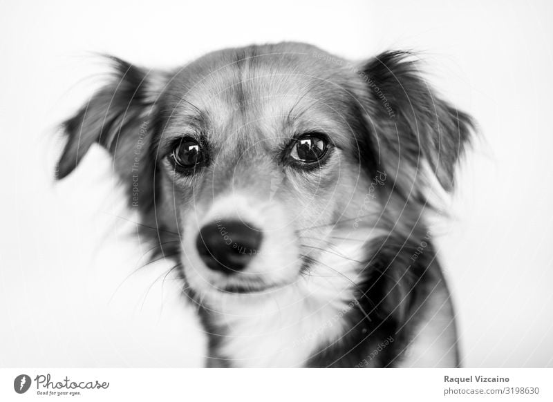 Black and white portrait of a dog. Animal Pet Dog 1 Sit Cute White border collie Collie Puppy isolated sheepdog Mammal australian shepherd white background