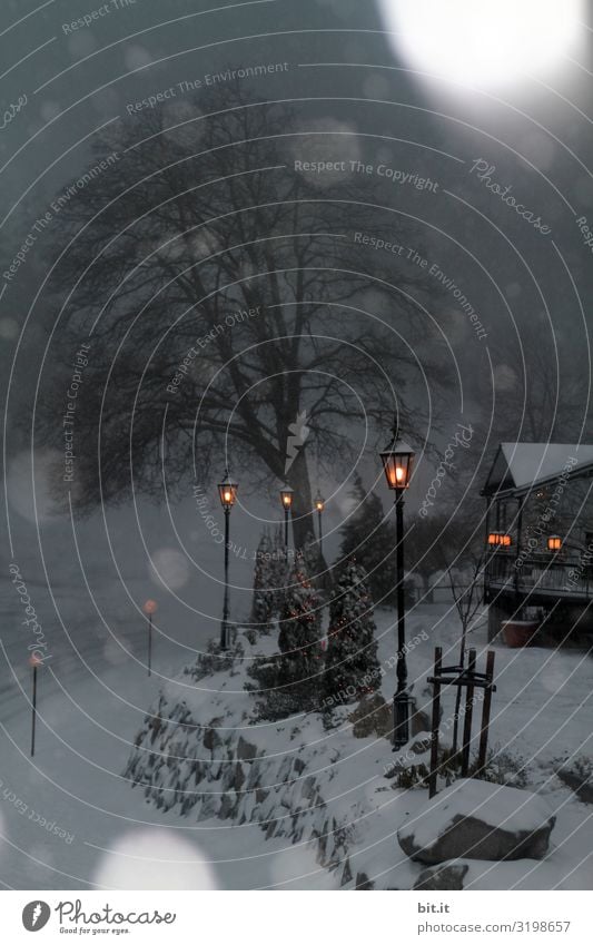 Fuzzy lights in snowfall Environment Nature Winter Ice Frost Snow Snowfall Forest Sadness Concern Grief Snowflake Snowscape Blur