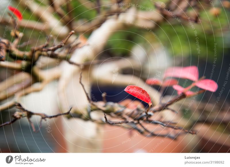 red tree leaves in autumn Environment Nature Plant Autumn Tree Green Red Trust Love Colour photo Close-up Detail Macro (Extreme close-up) Deserted