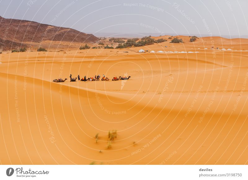 Caravan of camels, sitting and waiting to make a desert tour for tourists in Merzouga, Morocco. adventure africa african animal arab arabian arabic background