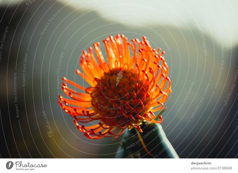 The beautiful flower looks like a pin cushion. Exotic Harmonious Nature Autumn Beautiful weather Plant Garden Bavaria Germany Small Town Vase Flower Observe