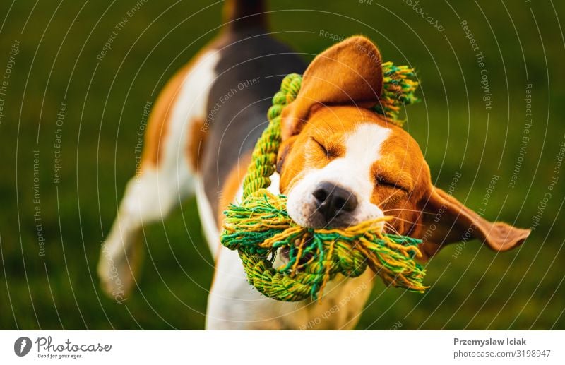 Beagle dog jumping and running with a toy towards the camera action beagle active activity agility animal athletic bring canine cute energy enjoyment excited