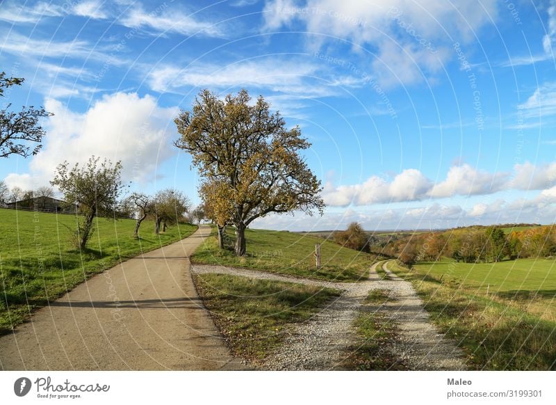 autumn landscape Autumn Clouds Landscape Nature Exterior shot Street Sky Steppe Summer Grass Dry Beautiful Blue Day Field Lanes & trails Footpath Rural Fork