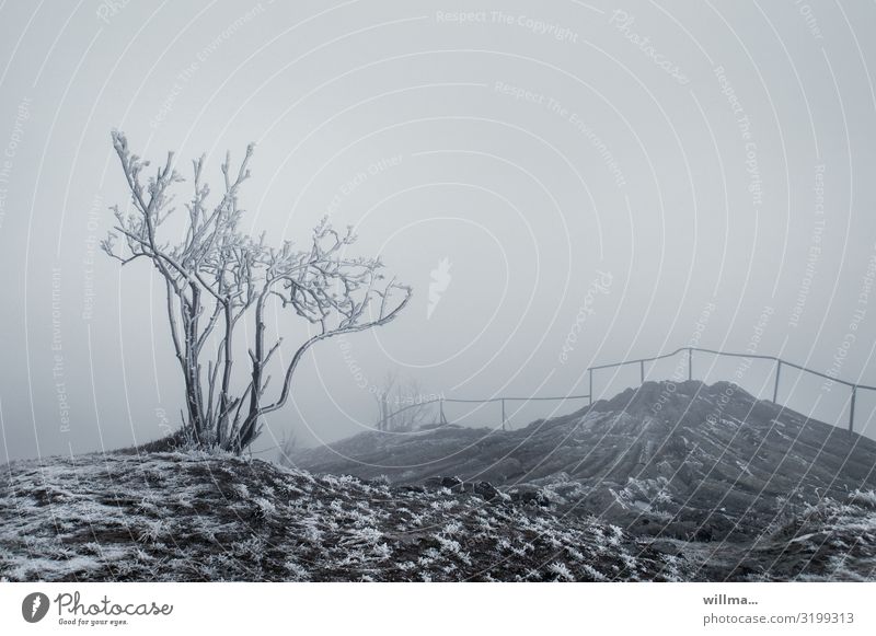 Fog on the wintry Hirtstein in the Erzgebirge Ice Frost Bushes Tree Bleak Hill Rock Erz Mountains Hoar frost Basalt Wall of fog Misty atmosphere Foggy landscape