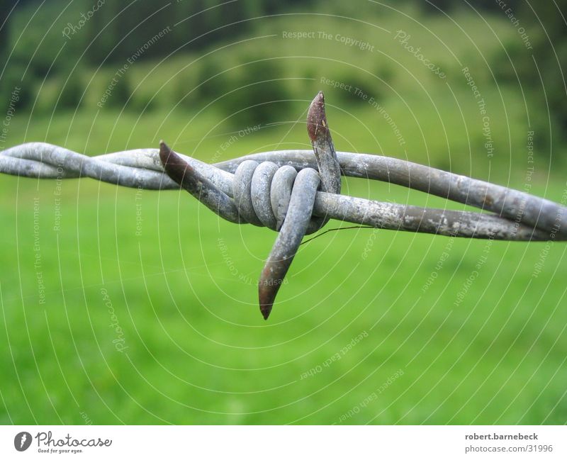 barbed wire Barbed wire Fence Wire Things Green Meadow Border Metal Detail Point Rust