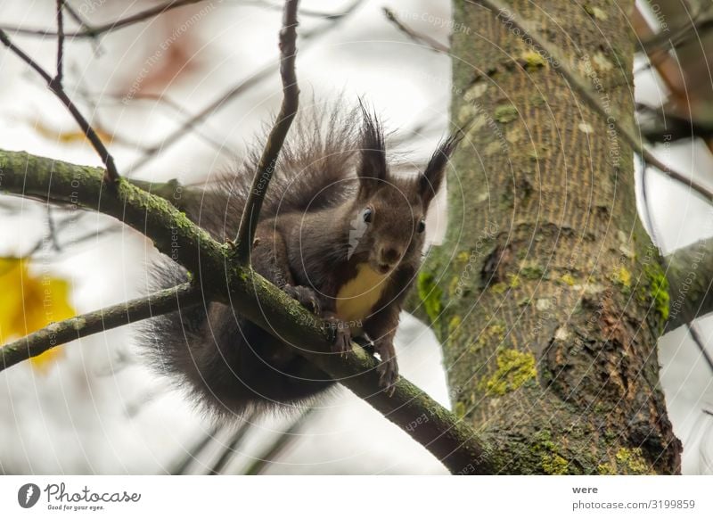 European brown squirrel in summer coat on a branch in the forest Nature 1 Animal Soft branches copy space cuddly cuddly soft cute european squirrel For