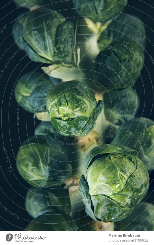 Macro of a fresh, wet and green brussel sprout stalk Vegetable Fruit Nutrition Winter Garden Group Nature Plant Leaf Drop Growth Fresh Natural Green White Stalk