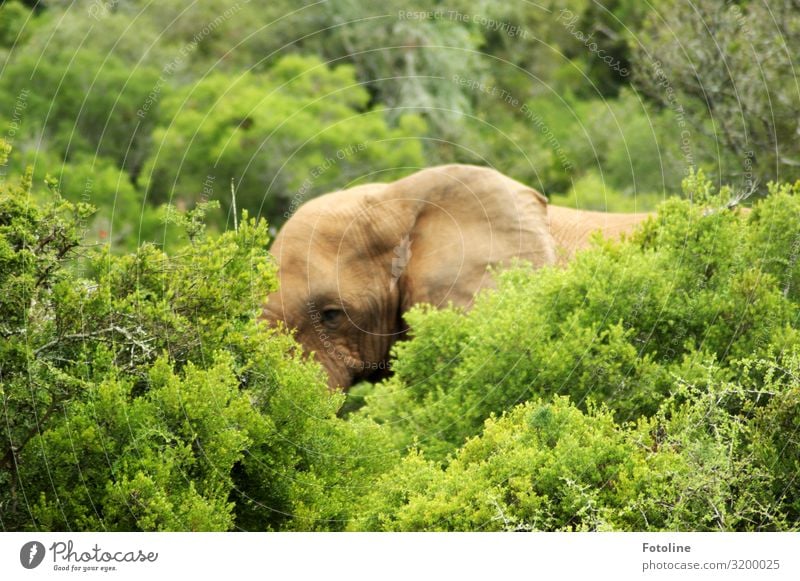 Camouflage? Environment Nature Landscape Plant Animal Beautiful weather Tree Bushes Forest Wild animal Animal face 1 Fat Free Large Bright Natural Warmth Brown