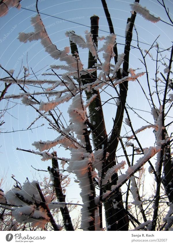 Father Frost II Winter Cold Tree Bushes Ice Branch Twig