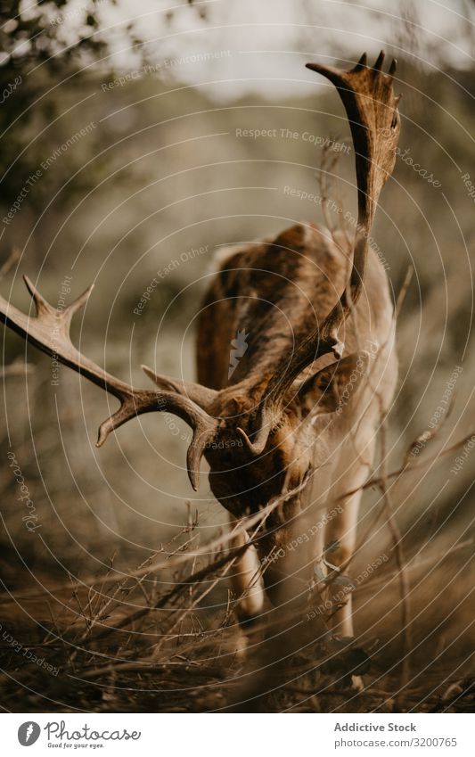 Elk eating leaves in countryside Eating Leaf Nature To feed Antlers Mammal Chew Wild Animal Environment Wilderness Living thing Ecological Habitat Deserted