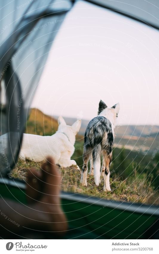 Dogs guarding tent with traveler Guard Tent Camping Landscape Vacation & Travel Legs Loyal Pet Animal Adventure Trip Tourism Hiking trekking Nature Field Meadow