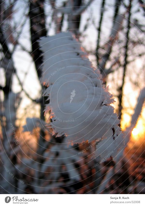 Father Frost I Winter Winter eveing Sunset Cold Ice Branch Twig