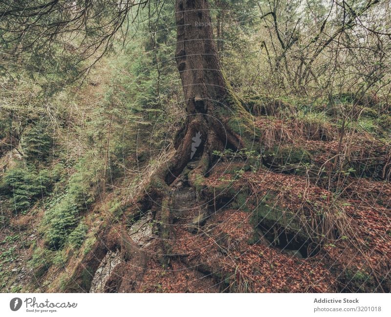 Roots of old tree growing in wild area Tree Wild Old Area Strong terrain Growth Nature Forest Wood Dolomites Italy Alps deciduous Crooked Large Massive Curved