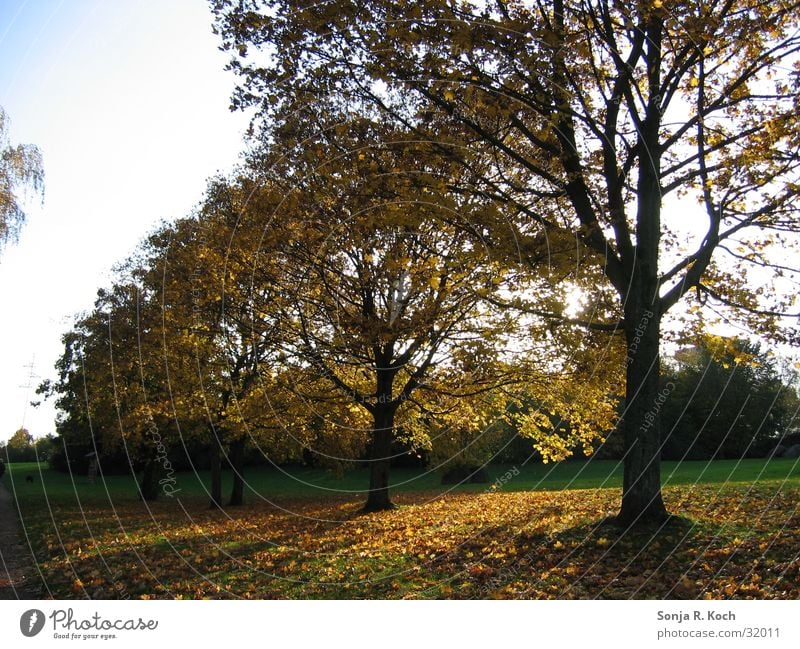 Golden Autumn Tree Leaf Multicoloured Sun Shadow