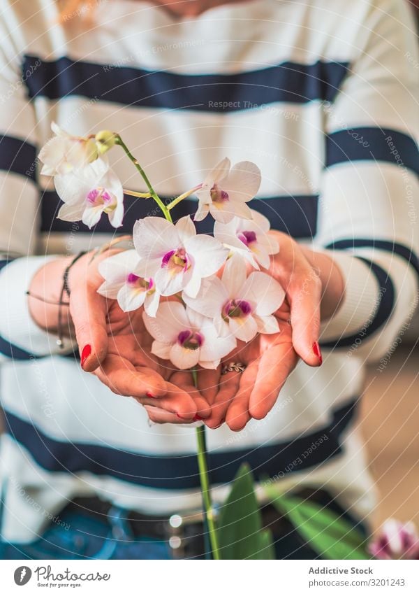 Female with beautiful orchid in hands Woman Orchid Flower Hand Beautiful White Blooming Natural Plant Adults Human being Hold Gardening Cultivation Horticulture