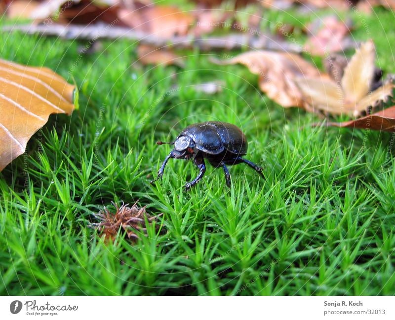 wood beetle Autumn Insect Leaf Beetle forest life