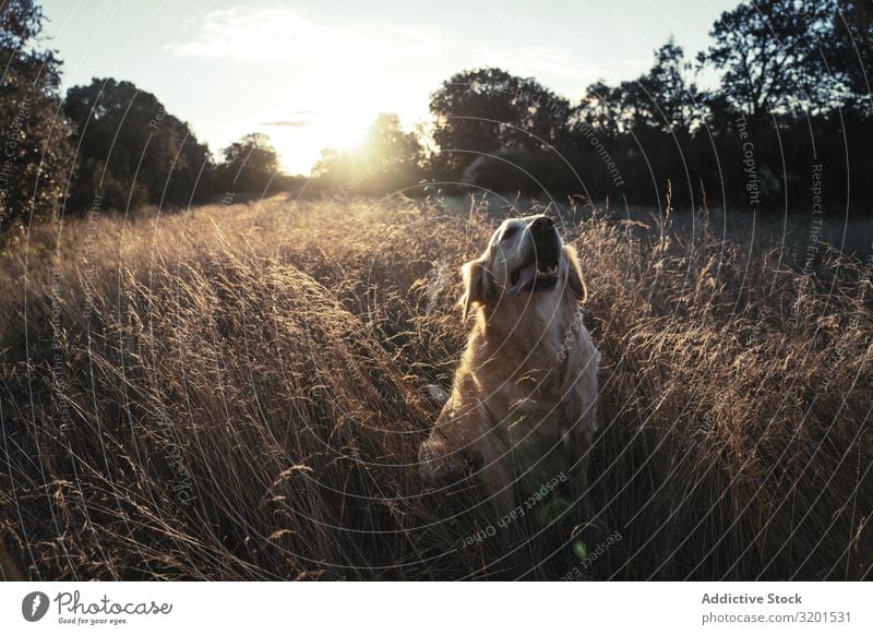 Dog sitting on field Field Sunset To go for a walk Love Animal Pet Grass Nature Friendship Considerate Sunlight Meadow Domestic Rural Mammal Landscape Purebred