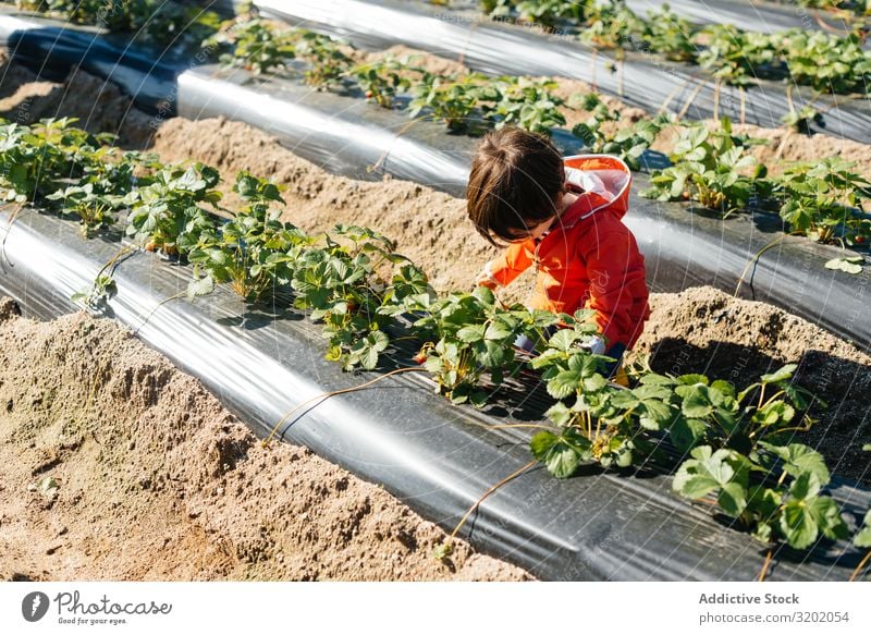 Child touching leaves in bushes in garden bed Garden enjoying picking Plant Green Leaf Nature Organic Agriculture Cute Harvest Beautiful Mature Sweet Infancy