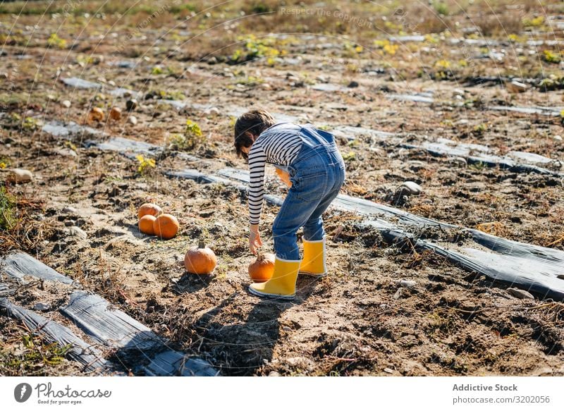 Child in denim overalls collecting pumpkins in yard Pumpkin picking Orange enjoying Nature Organic Cute Harvest Beautiful Mature Infancy Leisure and hobbies