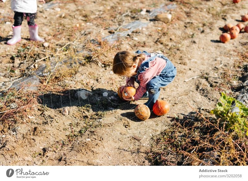 Child in denim overalls collecting pumpkins in yard Pumpkin picking Orange enjoying Nature Organic Cute Harvest Beautiful Mature Infancy Leisure and hobbies