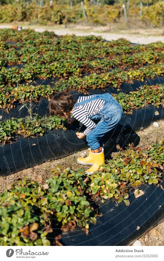 Child touching leaves in bushes in garden bed Garden enjoying picking Plant Green Leaf Nature Organic Agriculture Cute Harvest Beautiful Mature Sweet Infancy