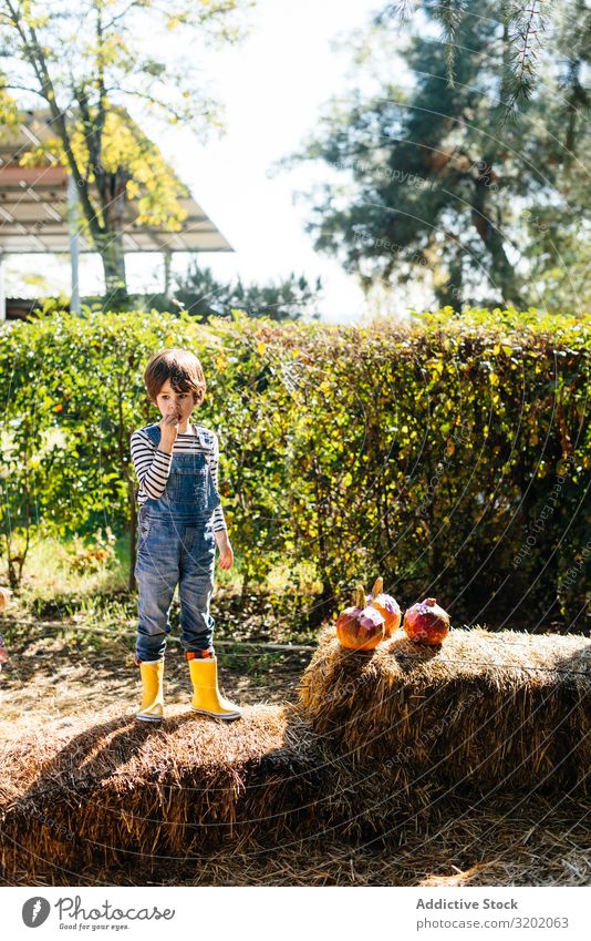 Child in denim overalls collecting pumpkins in yard Pumpkin picking Orange enjoying Nature Organic Cute Harvest Beautiful Mature Infancy Leisure and hobbies