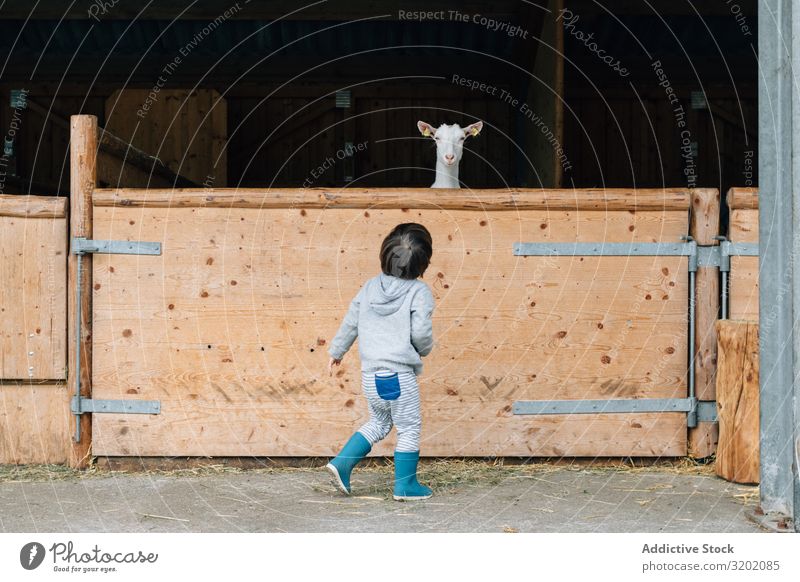 Child extending dry grass to goats in yard Goats Feeding Leisure and hobbies Natural Cheerful Rural Growth Lifestyle enjoyment Delightful Village Beautiful