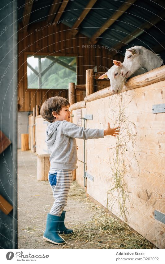 Child extending dry grass to goats in yard Goats Feeding Leisure and hobbies Natural Cheerful Rural Growth Lifestyle enjoyment Delightful Village Beautiful