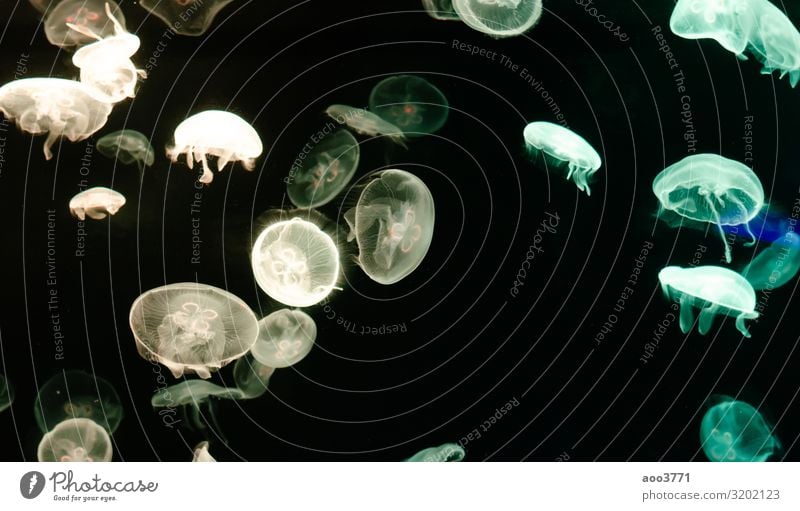 Jellyfish in an aquarium Exotic Beautiful Life Ocean Dive Nature Animal Aquarium Dark Natural Wild Blue Colour Aquatic background colorful danger Deep glowing