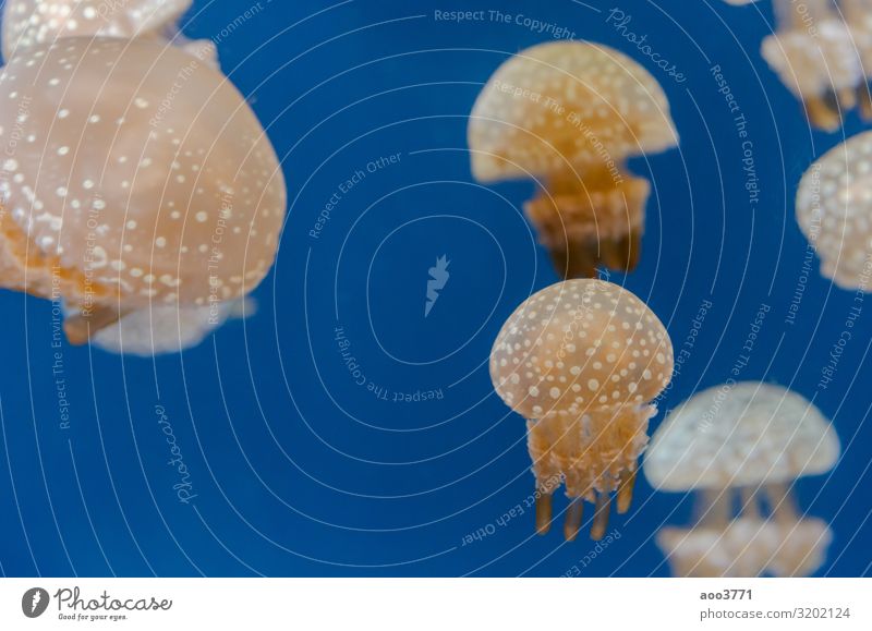 Jellyfish in an aquarium Exotic Beautiful Life Ocean Dive Nature Animal Aquarium Dark Natural Wild Blue Colour Aquatic background colorful danger Deep glowing