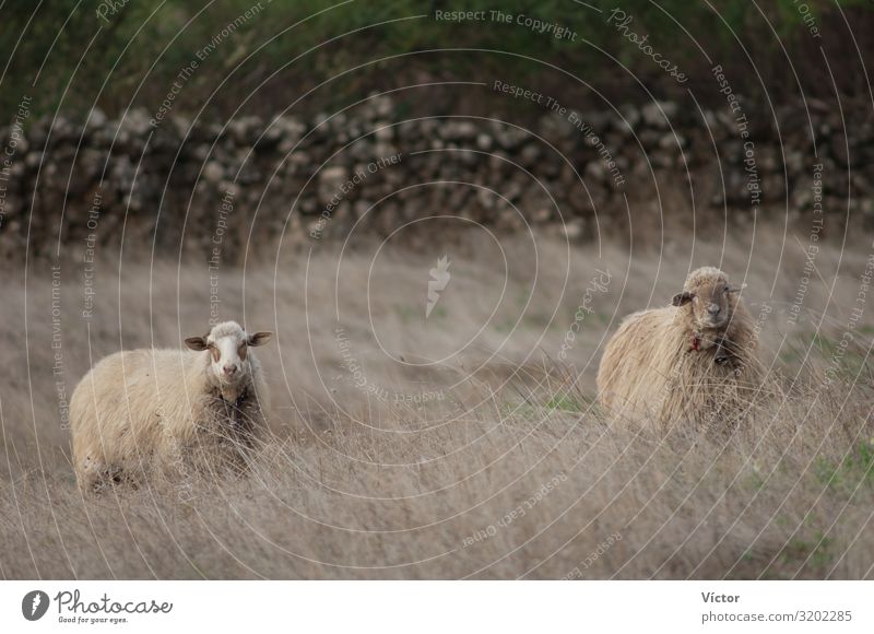 Sheep (Ovis aries). Valverde. El Hierro. Canary Islands. Spain. Animal Grass Farm animal Nature animals Canaries Domestic domesticated dry fauna herbs livestock