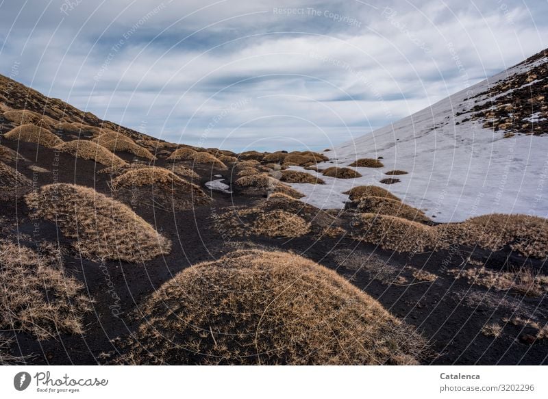 Pillow of thorns, forms the vegetation on Etna Winter Snow Hiking Nature Landscape Plant Earth Sky Clouds Bad weather Drought Bushes Peak Volcano Mount Etna