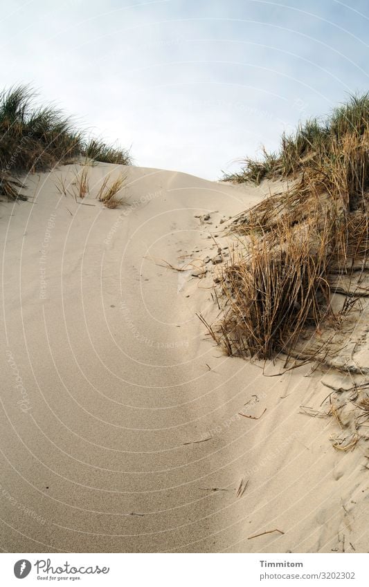 Above the dune some blue sky duene Marram grass Sand Steep Sky Clouds Denmark tranquillity Deserted Nature Vacation & Travel Beautiful weather Blue Brown Green