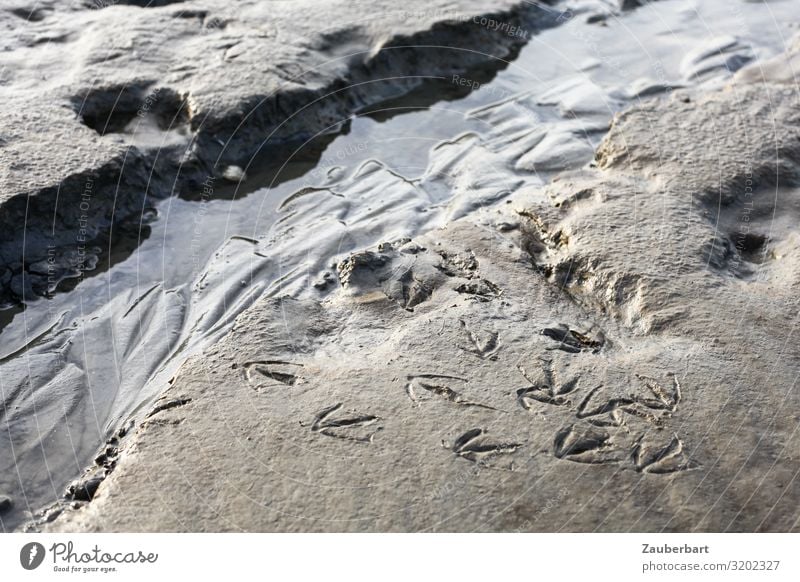 Wadden Sea / Traces of a seagull in the sand Ocean Nature Sand Water North Sea Mud flats Tideway Seagull Tracks Animal tracks Observe Wet Natural Gray Attentive