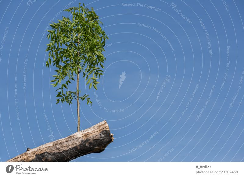 The ash tree sprouts again Environment Nature Plant Elements Earth Cloudless sky Spring Summer Climate Climate change Ash-tree Garden Park Growth Healthy Blue